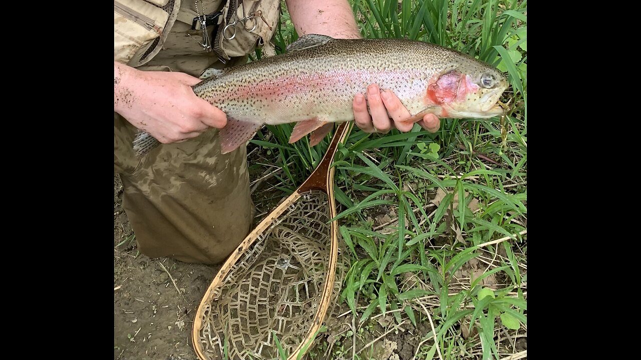 HUGE Trout caught in small creek!