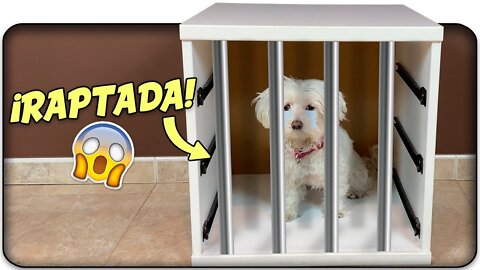 KIDNAP MY DOG! I CAN'T FIND Dasha!😱🐶 Anima Dogs