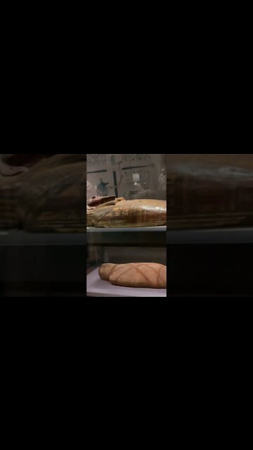 이집트, 미이라, 관, 국립중앙박물관, 투탕카멘, 피라미드, 스핑크스, 아마포, 파라오, 장기방부처리, 카노푸스단지, 약물, 동물, 따오기, 악어, 하마, 호루스, 바스테트, 재생