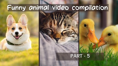 Cats and dogs funny videos compilation - Part 5