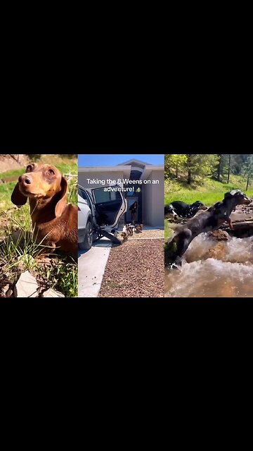 8 CUTE DOGS GO ON ADVENTURE!!😄😄😄