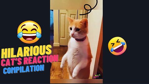 Cat's Hilarious reaction when scared 😹👻🤣😍
