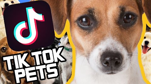 Funniest Animal Videos 🐶 TikTok 🐶 Best Compilations