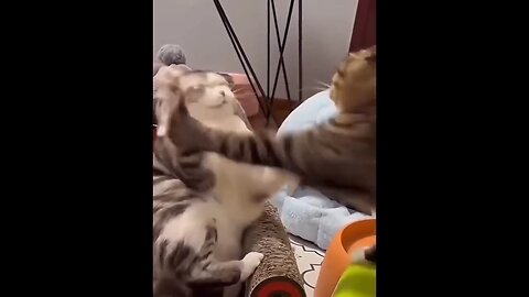 funny video