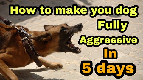 How to become a dog very aggressive , my dog bites alot