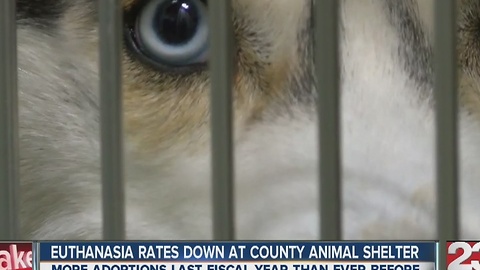 Euthanasia Rates Down at County Animal Shelter