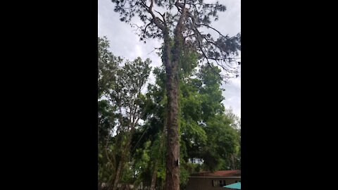 Massive pine tree fell shook the ground must watch!!