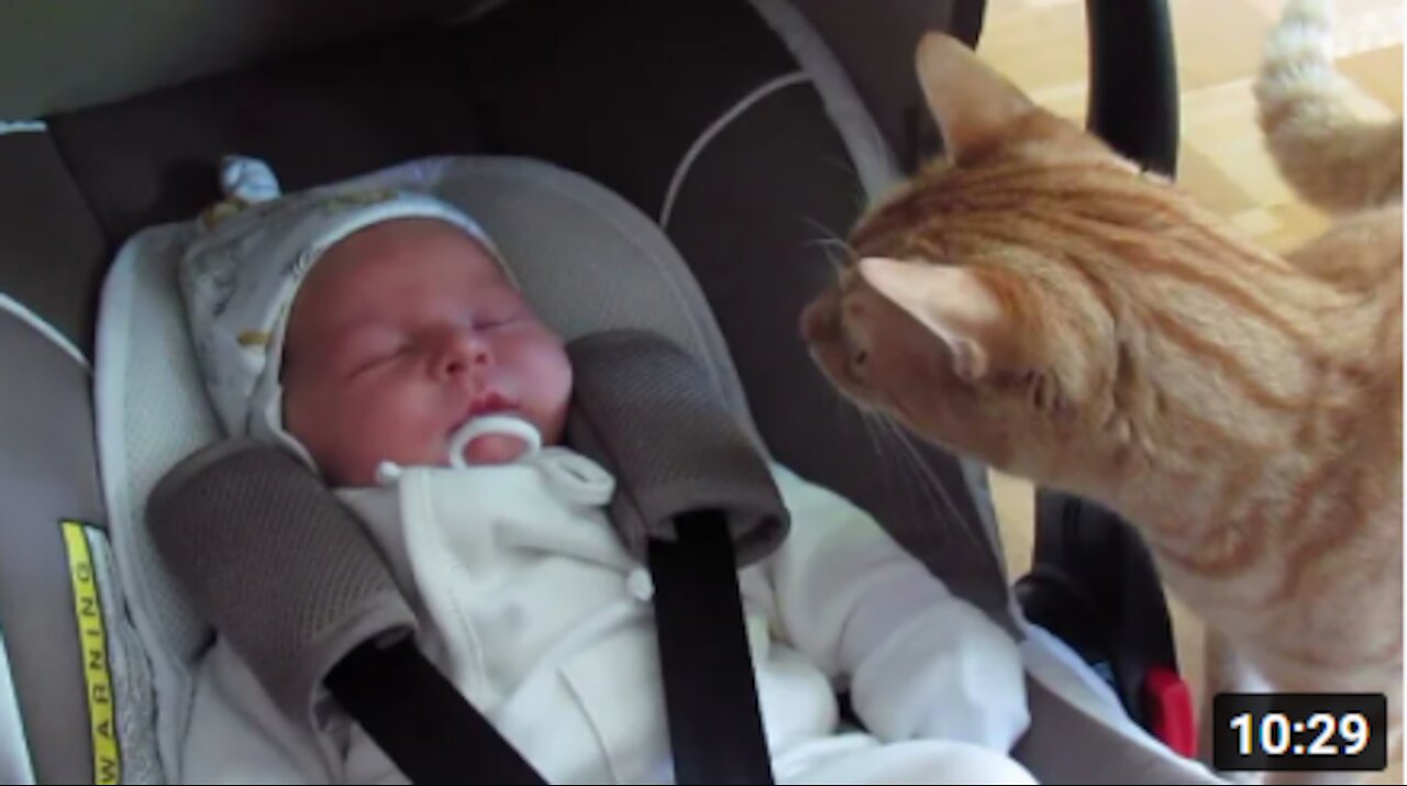 Cats Meeting Babies for the FIRST Time [NEW] Compilation