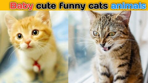 Cute cat #cuty and funny cats video