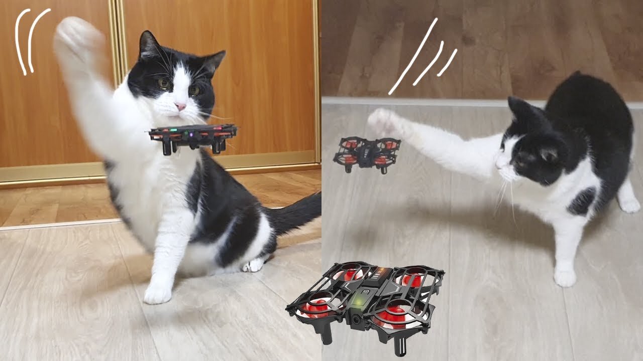 My cat funny reacts on drone 🤣