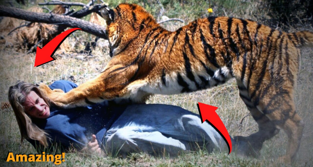 😳 Tiger tries to attack strange person!