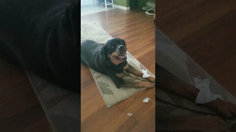 Rottweiler Did You Make A Mess#Shorts #rottweiler🤔💖💜💛
