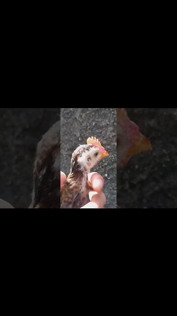 Pinto de Olhos Azuis está com medo do DEPOIS DE AMANHÃ 12 de MAIO Ele sabe da Verdade