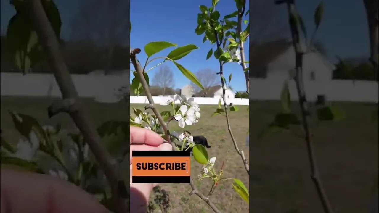 Fruit trees are waking up! #shorts