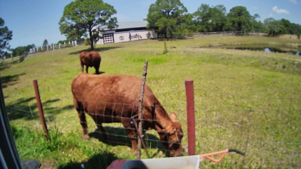 Gator Sunday at Venus Ranch.....