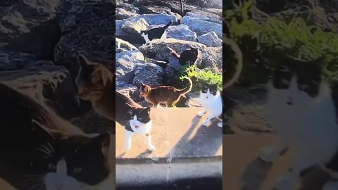 Cats #shorts #cats #animals