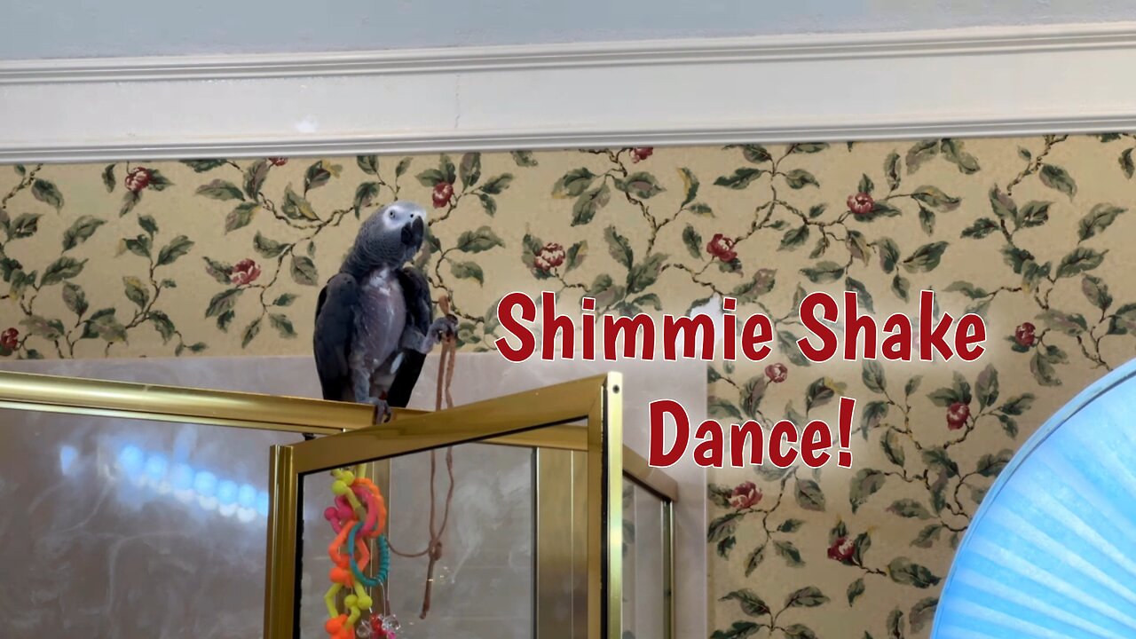 Enthusiastic parrot dances the shimmy