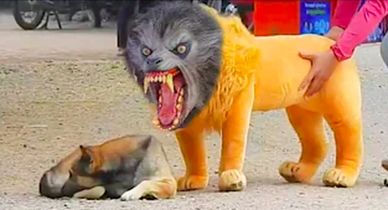 Troll Prank Dog Funny & fake Lion and Fake Tiger Prank To dog & Huge Box Prank to dog