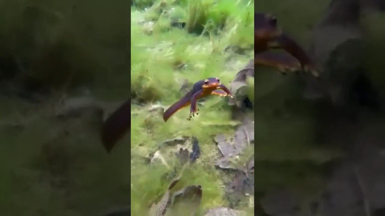 Newt in Silverado Canyon CA Creek