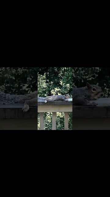 Squirrel 🐿 Photoshoot #shortsviral