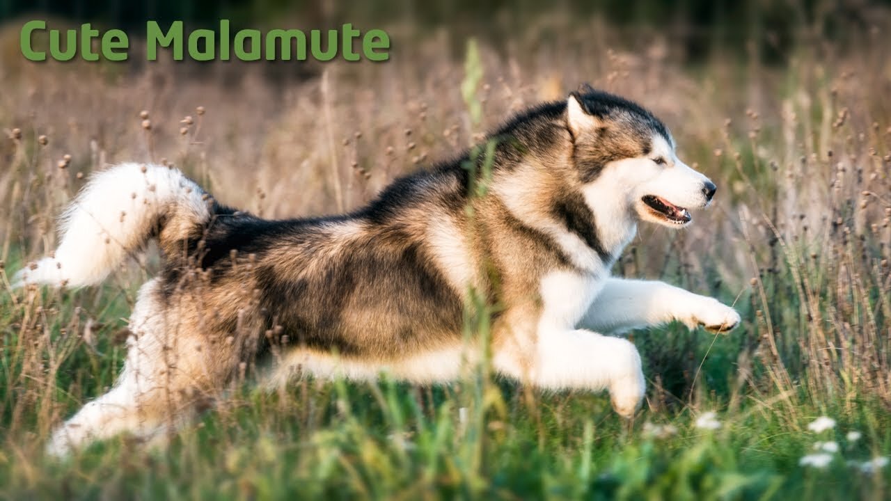 Baby Alaskan Malamute Cuttest and Funny Moments