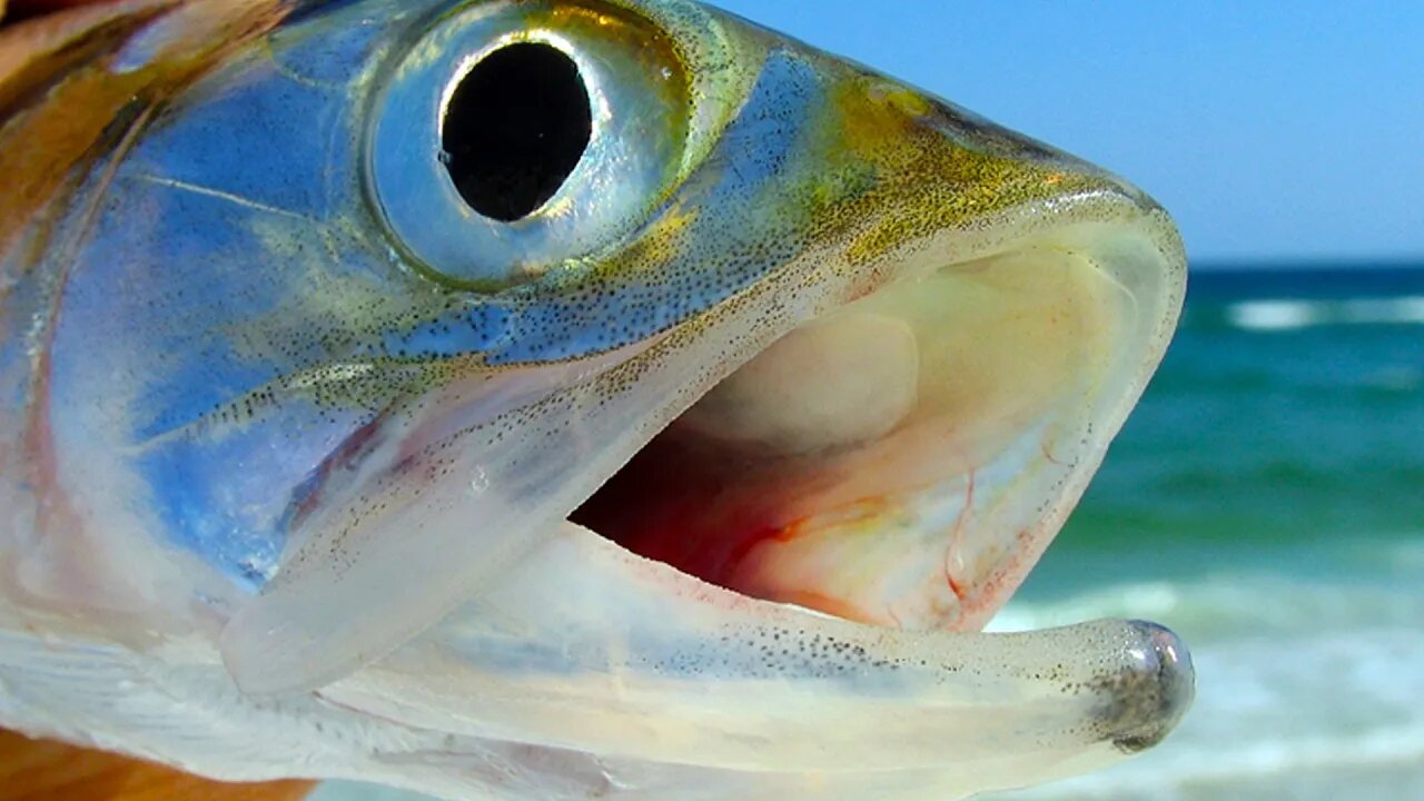 The Most Underrated Fish - Port Aransas Surf fishing