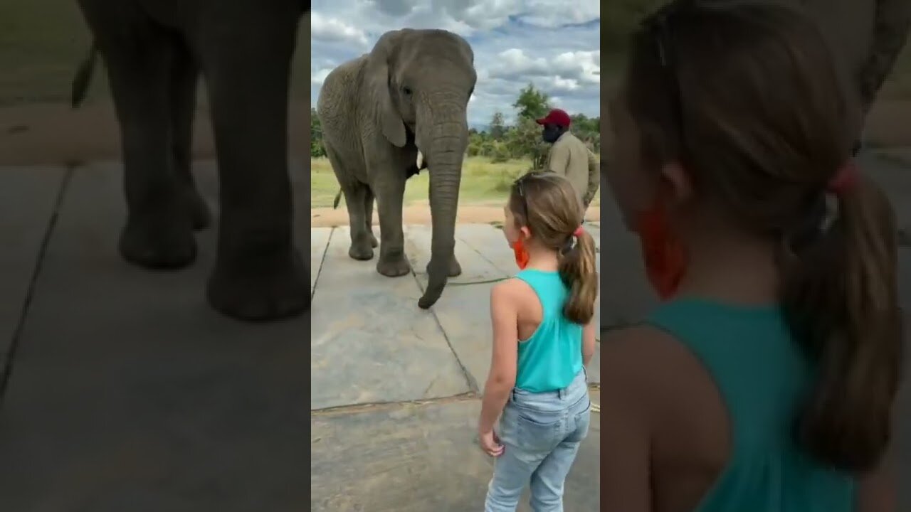 #Elephant imitating the girl’s dance