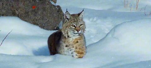 Wild life ice cat life story animals stories