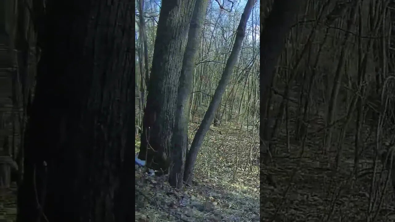 Back in the Woods