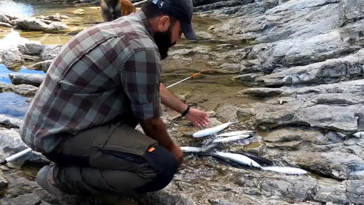 My Dog - Catch and Cook, Seafood