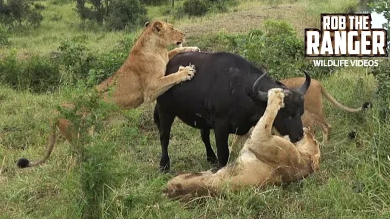 Lion Vs Buffalo Encounter! | South African Wildlife In Action