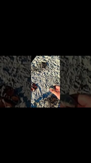 Metal Detecting Florida Beach For Treasure and Silver and Gold Jewelry #shorts