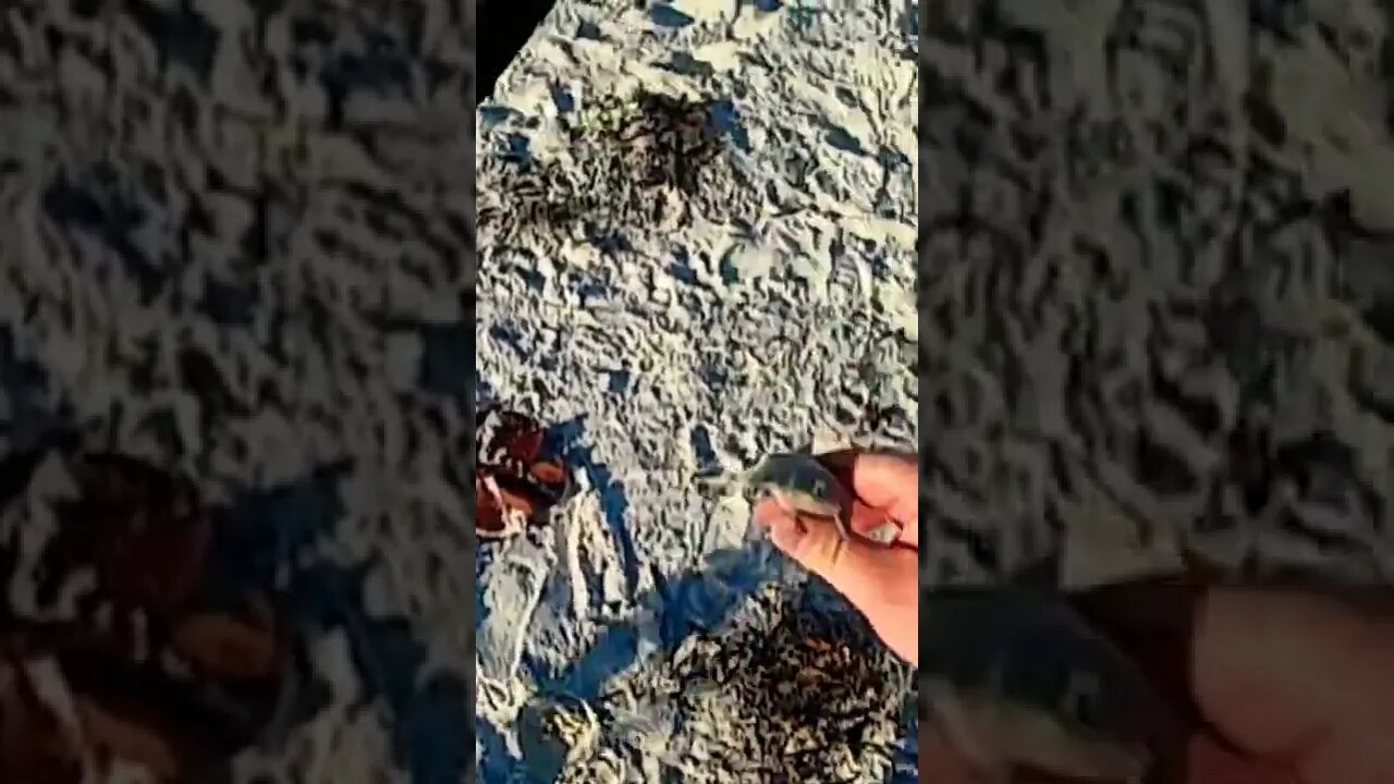 Metal Detecting Florida Beach For Treasure and Silver and Gold Jewelry #shorts