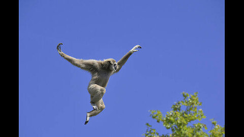 "Monkey See, Monkey Leap: The Impressive Imitation of a Man's Jump"