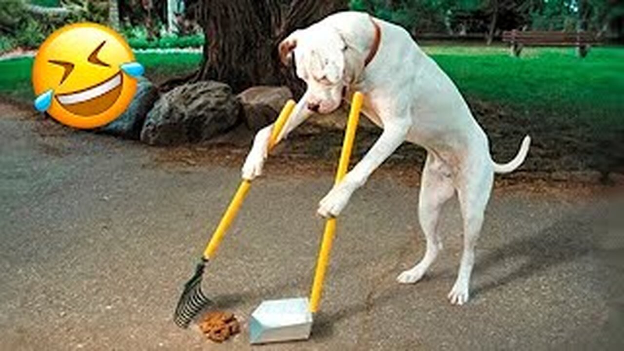 Funniest Dogs videos 2022