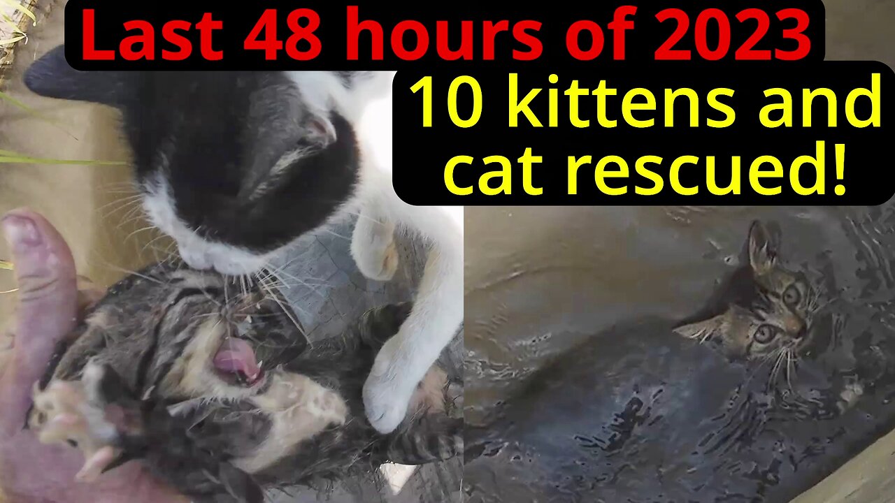 The last 48hours of 2023 sees a kitten and cat dumping spree!