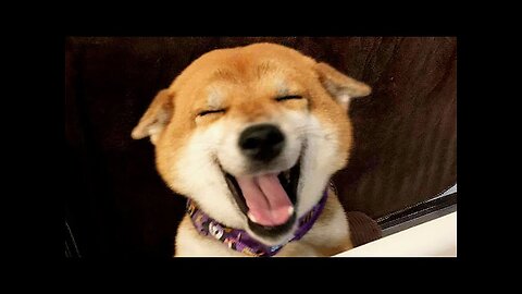 Funniest cat & dogs-😻🐕 funniest animal videos