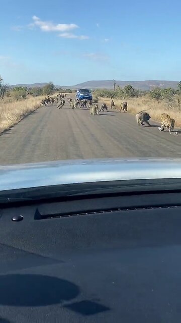 BABOONS ATTACK LEOPARD