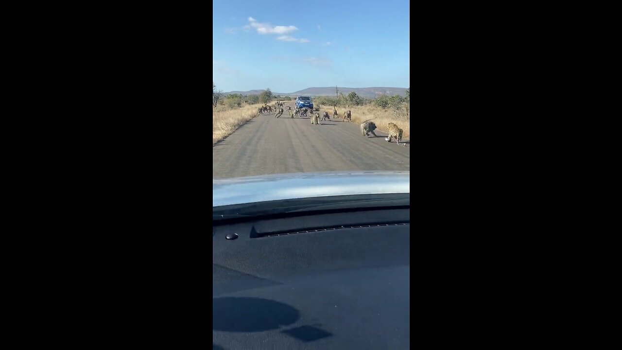 BABOONS ATTACK LEOPARD