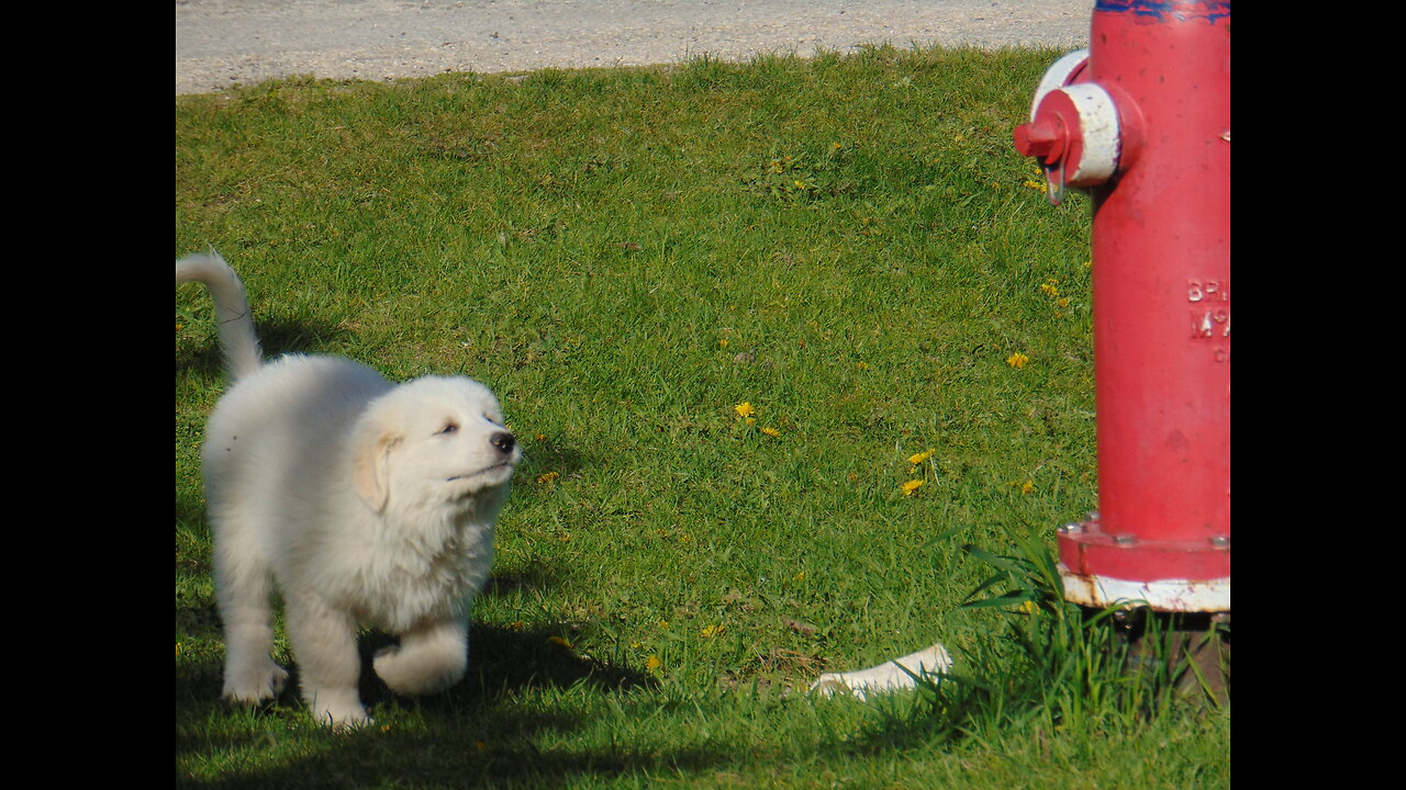 2024 Female great pyrenees