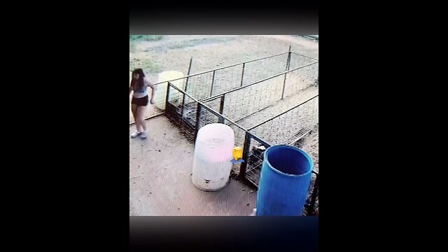 Close call! Pig almost dies after falling head first into a barrel.