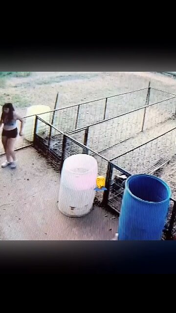 Close call! Pig almost dies after falling head first into a barrel.