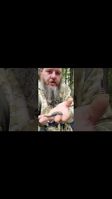 Amphibians wverywhere!