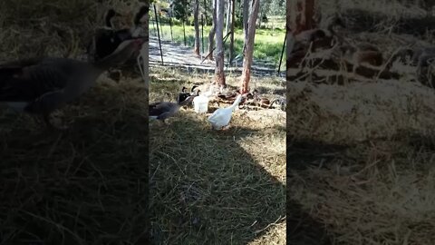 Ducklings out day eight Straight to the grass never mind the water