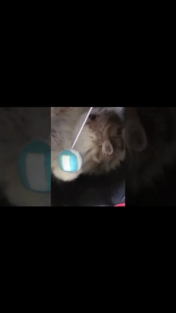 Adorable Crumpet Cat Playing #Shorts 😻