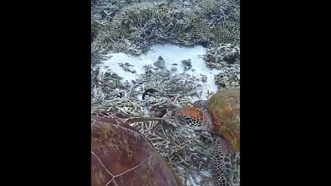 Sea turtle munches another turtle’s flipper and gets a slap