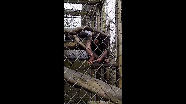 Chimpanzee expresses his emotions