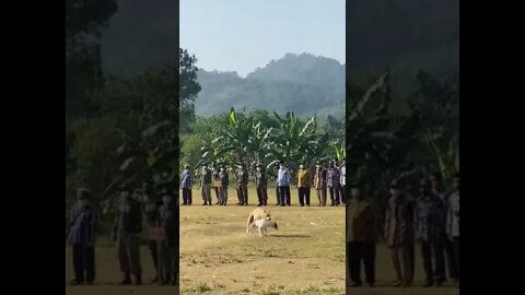 Anjingnya Tidak Sopan 🤦