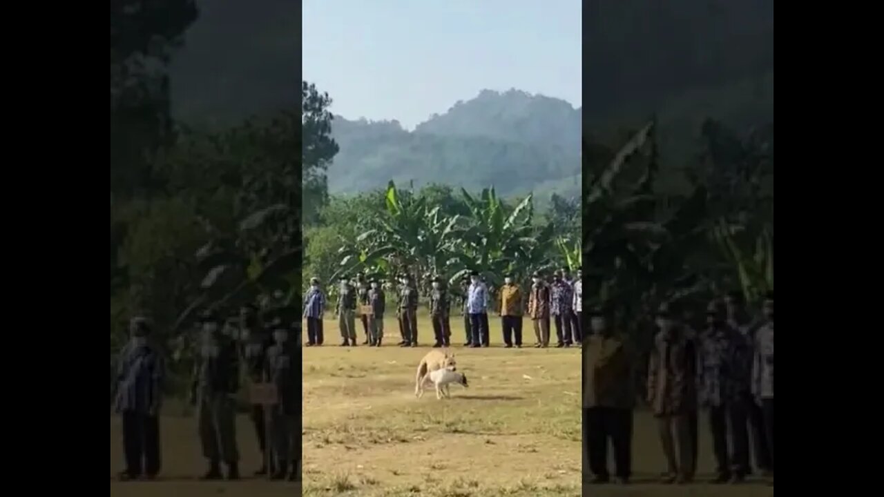 Anjingnya Tidak Sopan 🤦