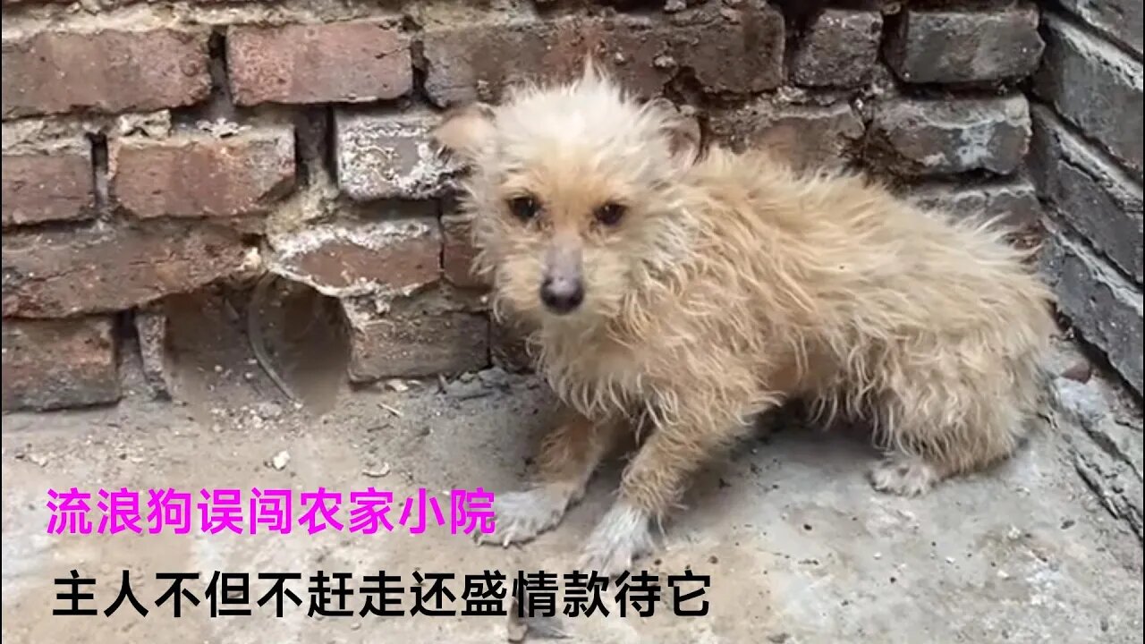 流浪狗误闯农家小院，主人不但不赶走还盛情款待它，如今生活很温馨